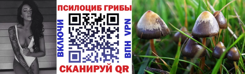 Галлюциногенные грибы Psilocybe  закладка  Владикавказ 